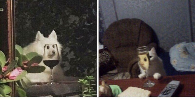 Кот в стакане