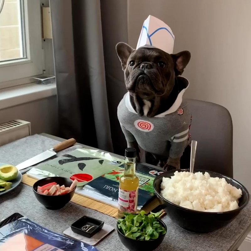 Пес и роллы