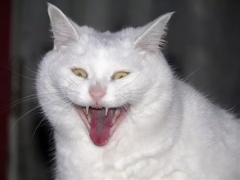 Кот смеется