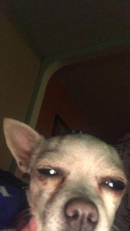 Собака по скайпу