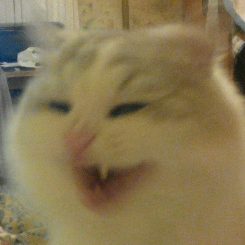 Упоротые коты