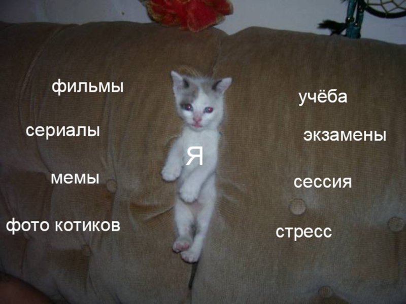 Кот Мем