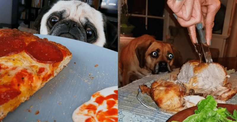 Еда для собак