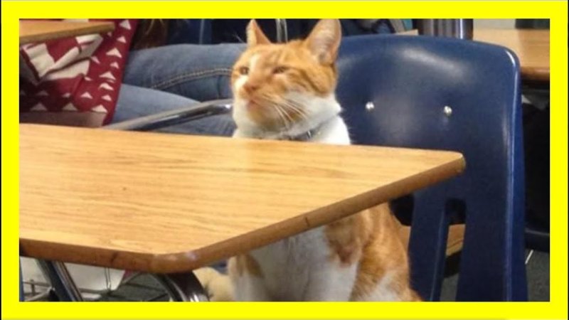 Кот сидит за партой