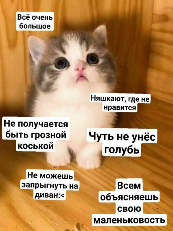 Мем кот кот поменьше