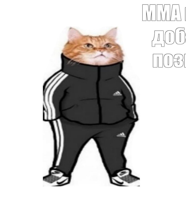 Кот в адидасе