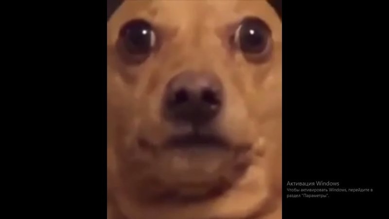 Собака фронталка Мем