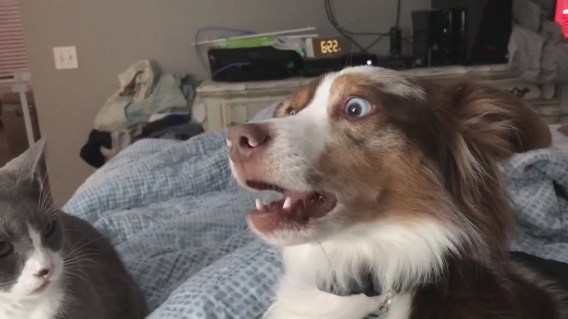 Собака испугалась