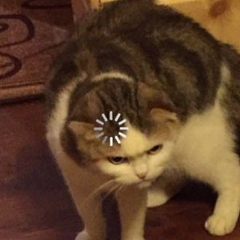 Кот загрузка