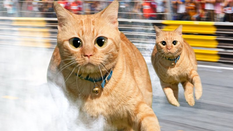 Кот дрифтер