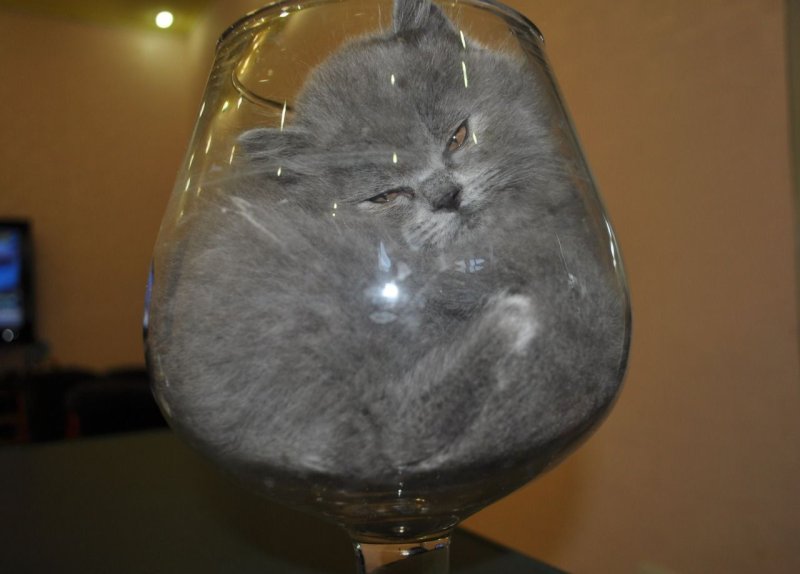 Кот с бокалом