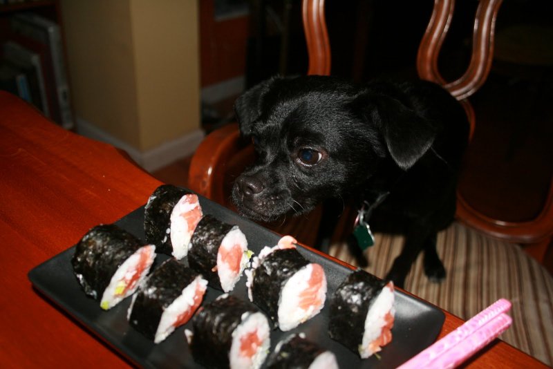 Суши собака