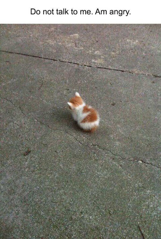 Маленький кот Мем