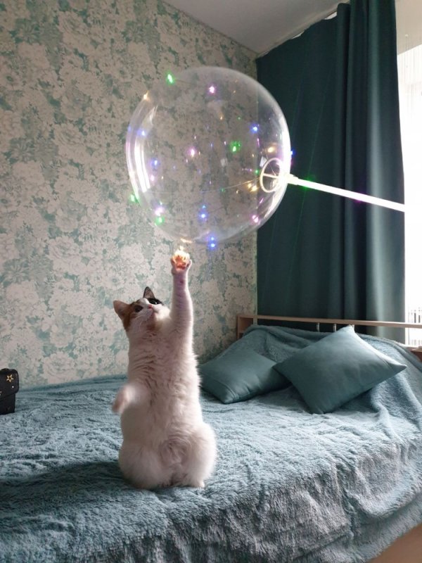 Котики мыльные пузыри