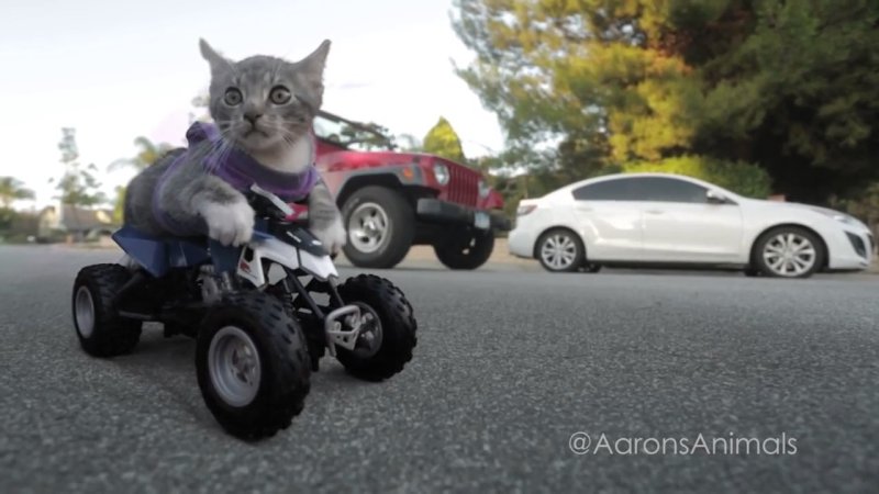 Гоночный кот