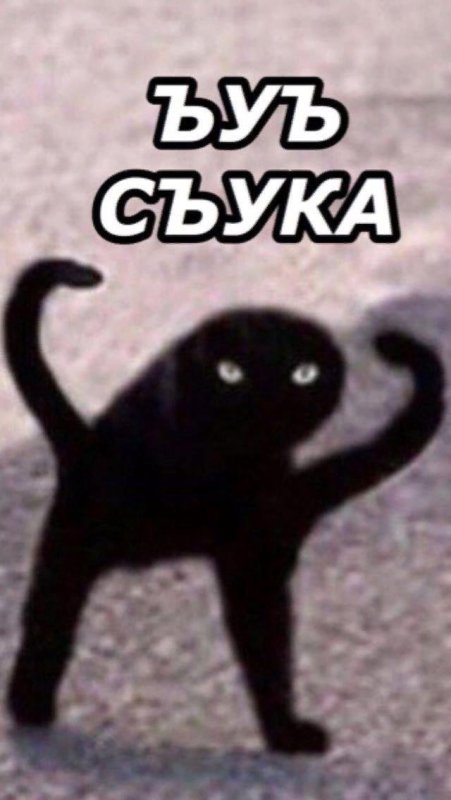 Мем чёрный кот ЪУЪ