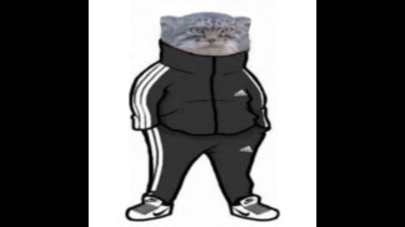 Кот в адидасе