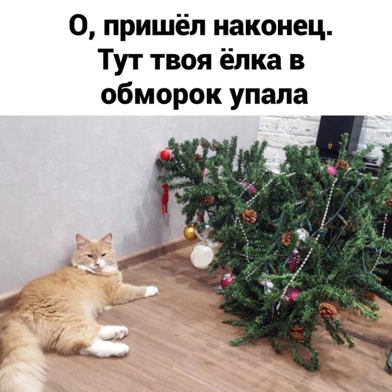 Кошка и елка прикол