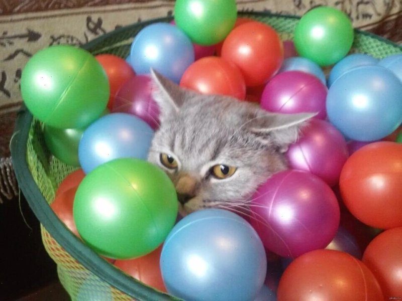 Кошка с воздушными шариками