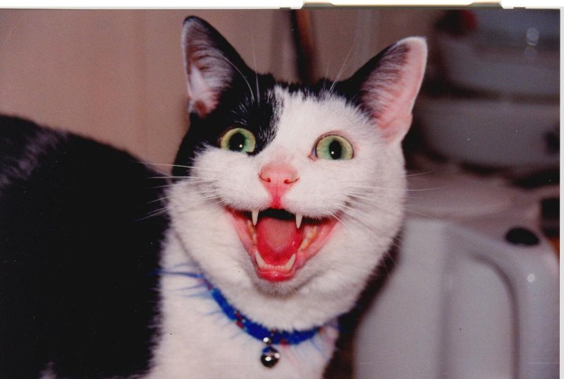 Кот смеется