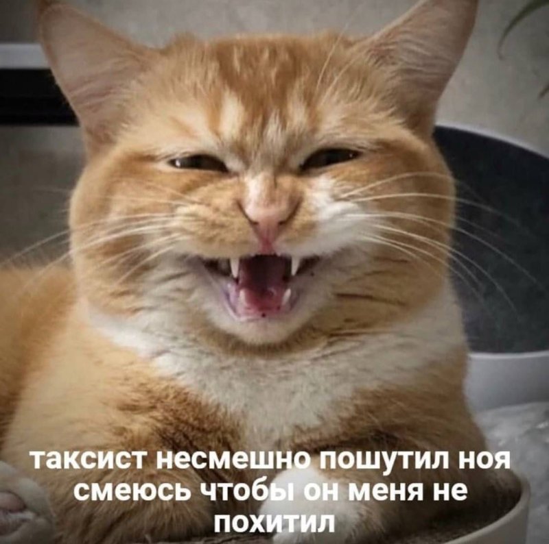 Кот смеется