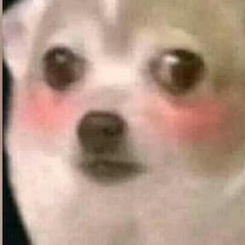 Собака из мема