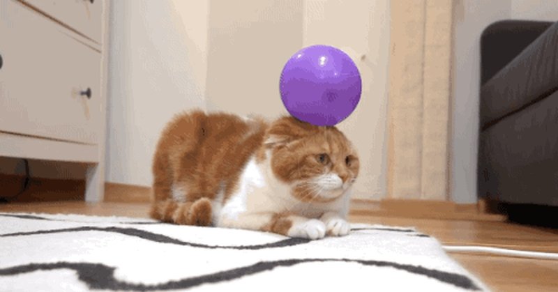 Кот с мячиком на голове