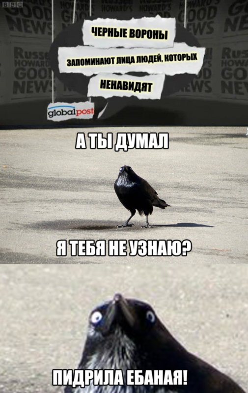 Ворона Мем