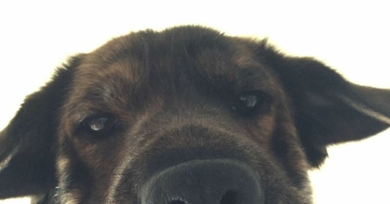 Собака смотрит в камеру