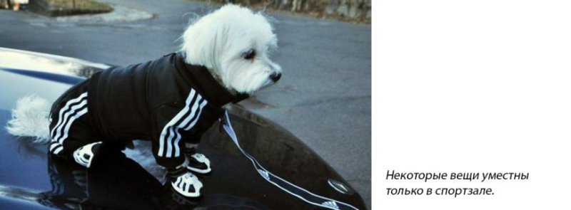 Собака в адидасе