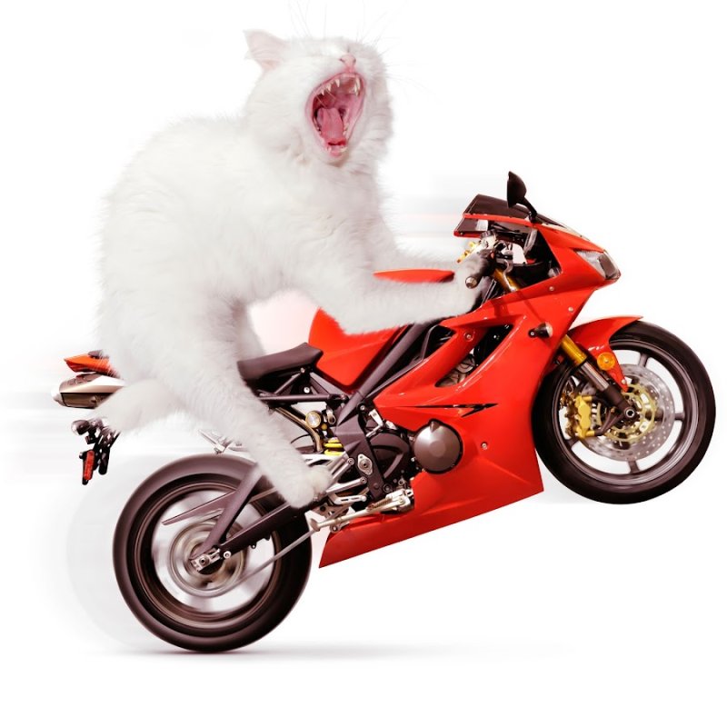 Котик мотик