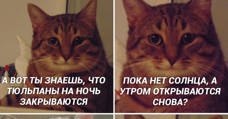 Кот милота Мем
