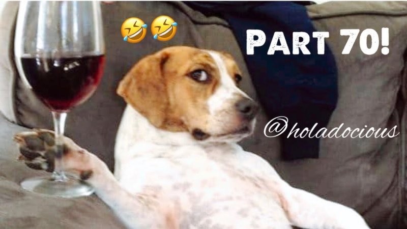 Собака с бокалом вина