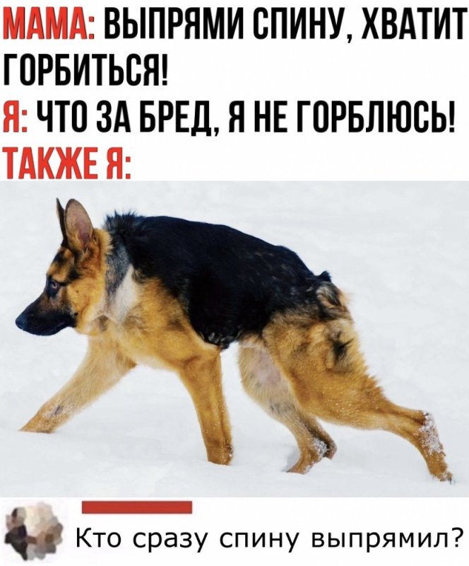 Собака сутулая прикол