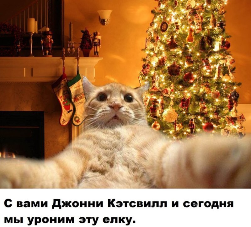 Кот Джонни Кэтсвилл и ёлка
