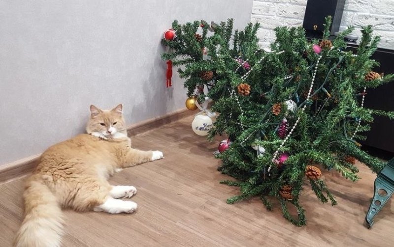 Кот опрокинул елку