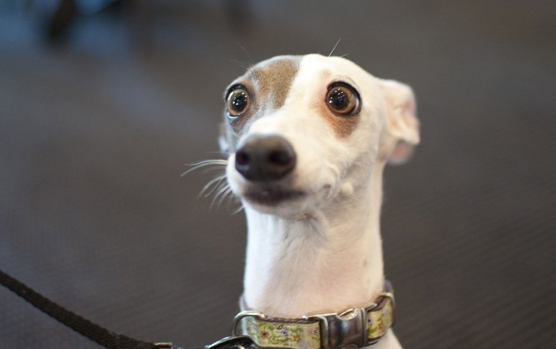 Пес в недоумении