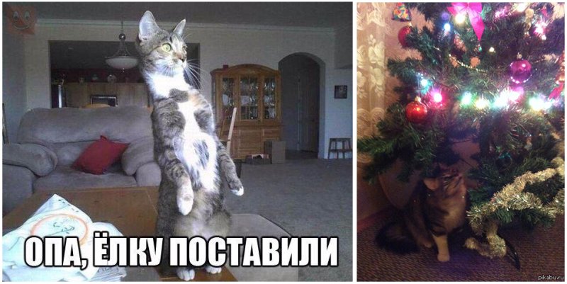Коты и елка Мем