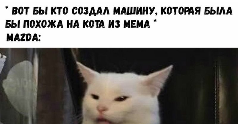 Котики из инстаграмма мемы