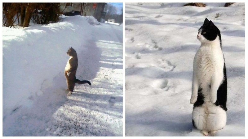 Кот среди пингвинов Мем