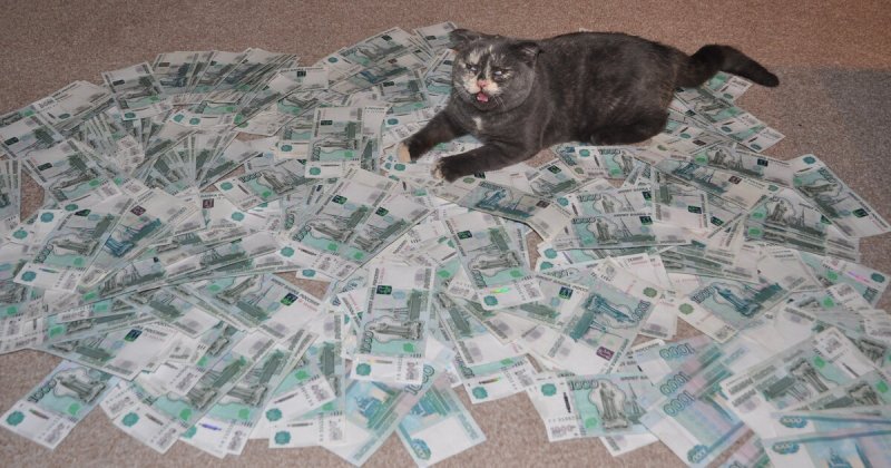 Смешные котики с деньгами