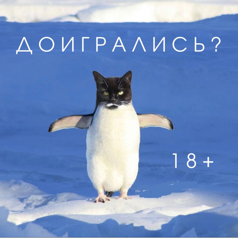 Полярные коты