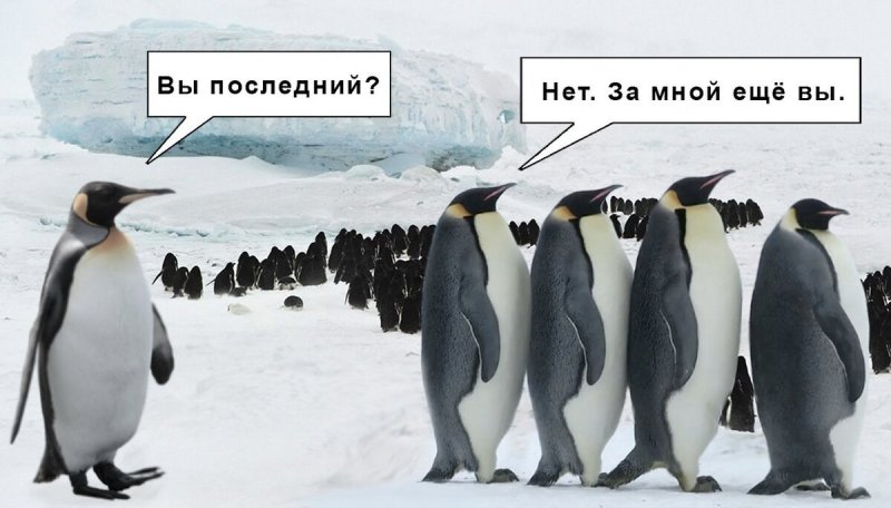 Прикольные пингвины