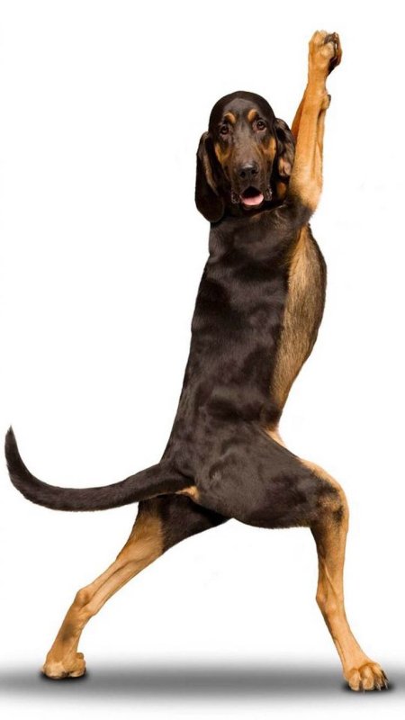 Собака сидит