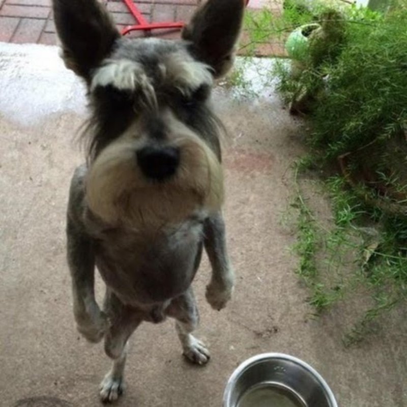 Очень смешные животные до слез