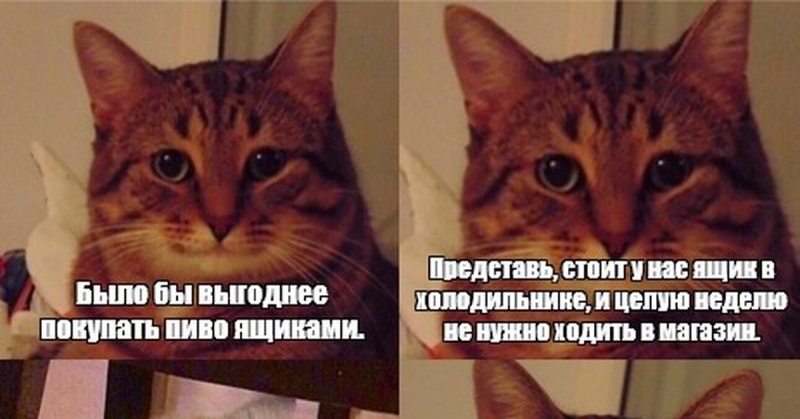 Кот Мем а потом