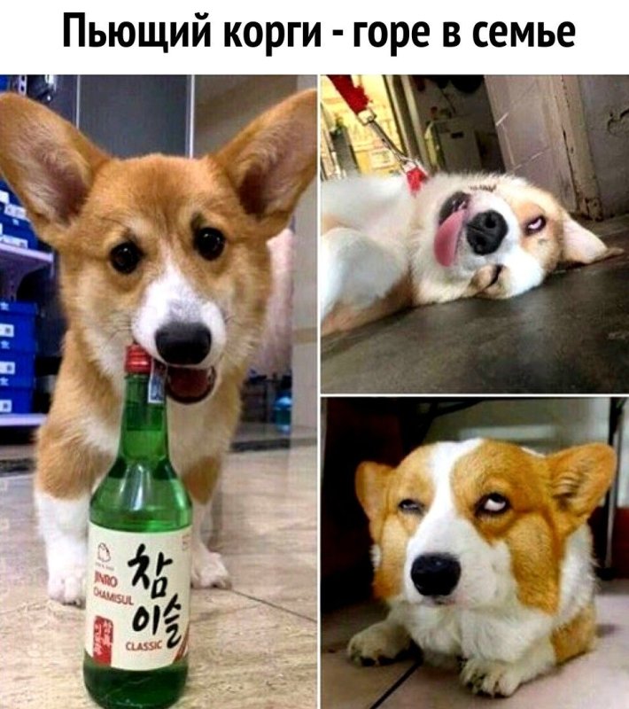 Пьяный корги