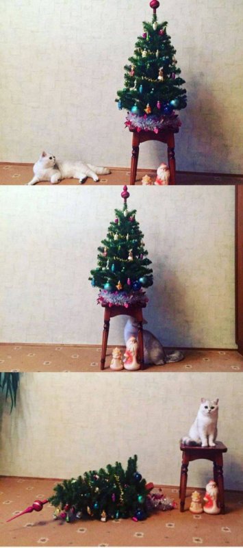 Коты и ёлки смешные