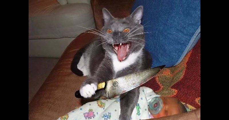 Котик с ножиком