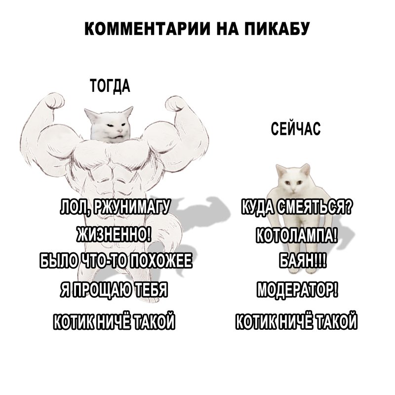 Котик пикабу